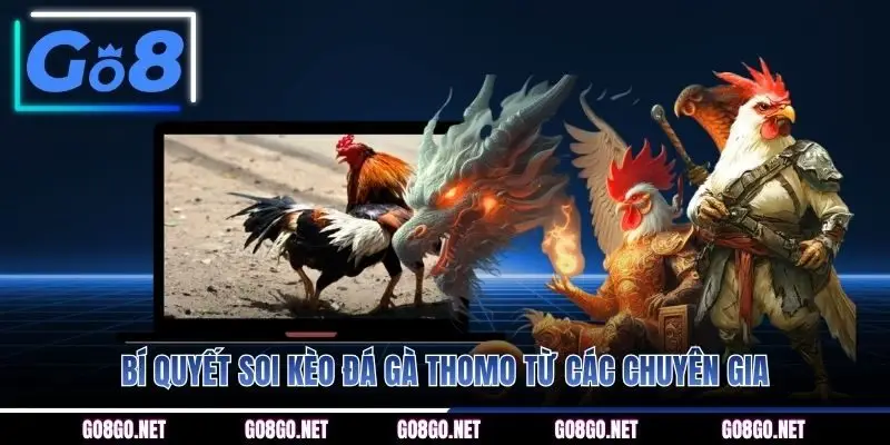Bí quyết soi kèo đá gà Thomo từ các chuyên gia